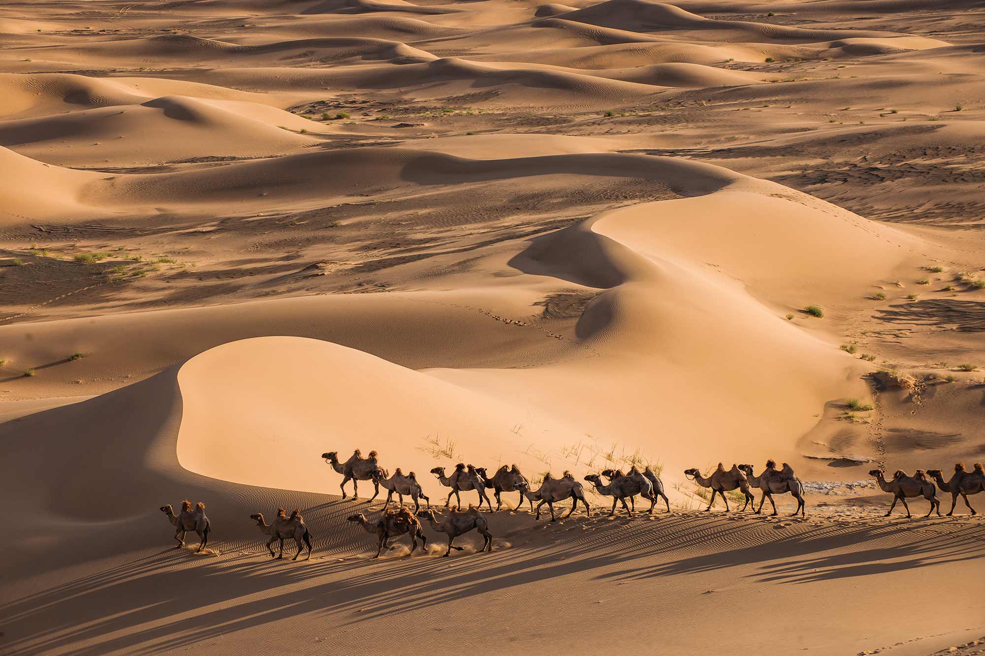 mongolia desert tour